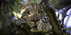 Top 7 Best Experiences on Tanzania Tour Safari