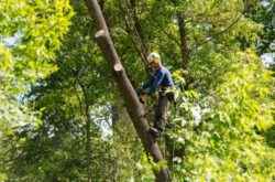 Tree Removal Bondi