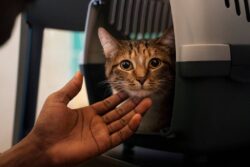 How to Reduce Your Cat’s Stress During Cattery Boarding?