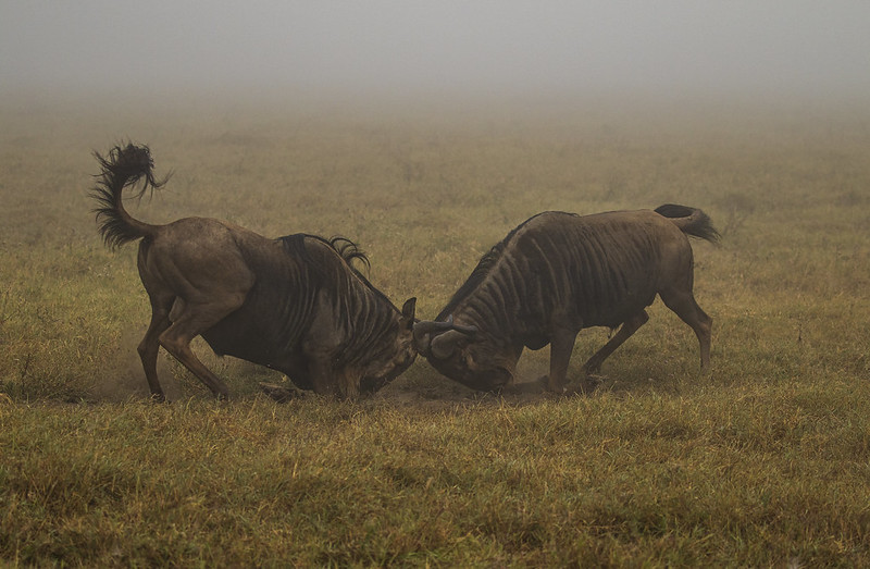Top 5 Best Things to Do on Tanzania Safaris in Ngorongoro