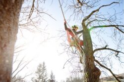 Tree Removal North Shore