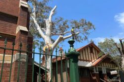 Tree Removal Willoughby