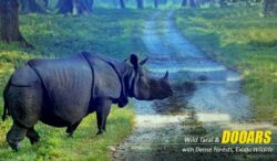 Dooars Package Tour from Kolkata – Where Wildlife, Silence, and Nature Breathe Together