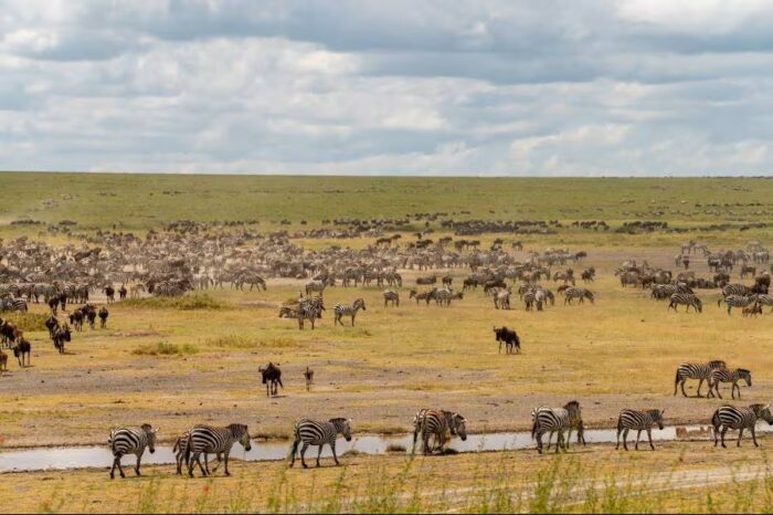 Top 10 Things to Expect in Tanzania Safari Parks