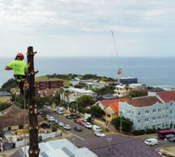 Stump Grinding Sydney