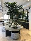 How Office Plant Hire Melbourne Improves Workplace Productivity