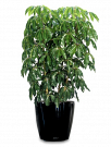 How to Choose Best Indoor Plants Hire Melbourne Services