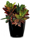 How Indoor Plant Hire Enhances Your Workspace