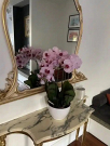 Artificial Succulent Bowls That Stay Perfect