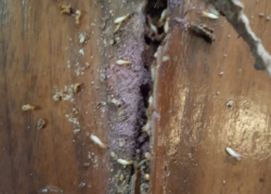 🐜 Termite Control Singapore | #TermiteControlSG #PestFreeHome 🏠