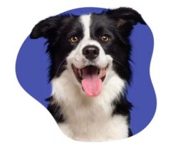 Dog Liability Insurance