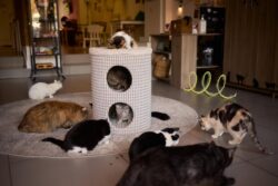 Exploring the Luxury Amenities of the Best Cattery