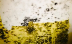 Mold remediation Ithaca NY