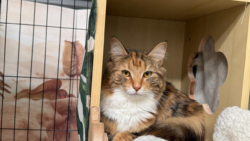 A Sneak Peek at the Top Features of Great Cat Accommodation