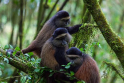 Best 7 Rwanda Safari Packages Covering Gorillas and Golden Monkeys