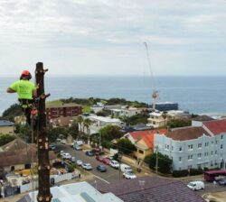 Tree Lopping Sydney North Shore