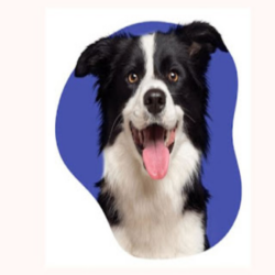 Canine Liability Insurance
