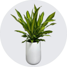 How Plant Hire Clayton Can Transform Your Office and Business Space