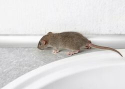 Effective Rat Control Singapore To Protect Your Home