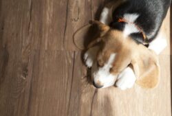 Timber Flooring Sydney