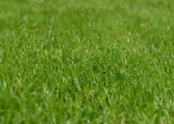 Lawn mowing st ives