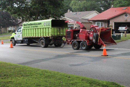 🌿 Professional Arborist Service in Muskoka & Barrie