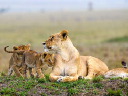 Top 5 Highlights of Serengeti Safari Tour