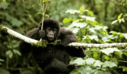 Top 8 Tips for a Successful Gorilla Trekking Rwanda on Trekking Day