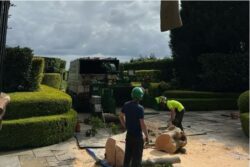 Tree Removal Gordon