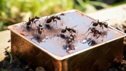 Reliable Ants Control Singapore Services | Ardent Pest Management