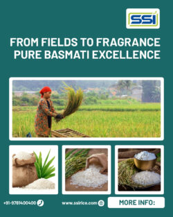 From Fields to Fragrance: Pure Basmati Excellence