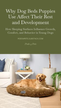 Dog Beds for Everyday Rest and Support for Pets