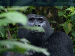 4 Day affordable Uganda gorilla tour from Rwanda