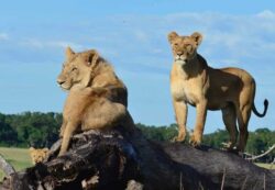 5-Day African Safari Tanzania Northern Circuit