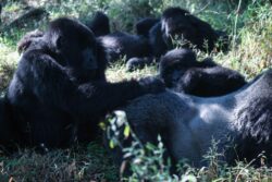 6 day Rwanda gorilla trekking from Serengeti safari tour and Ngorongoro