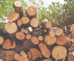 What Are the Benefits of Buying Firewood From a Local Supplier?