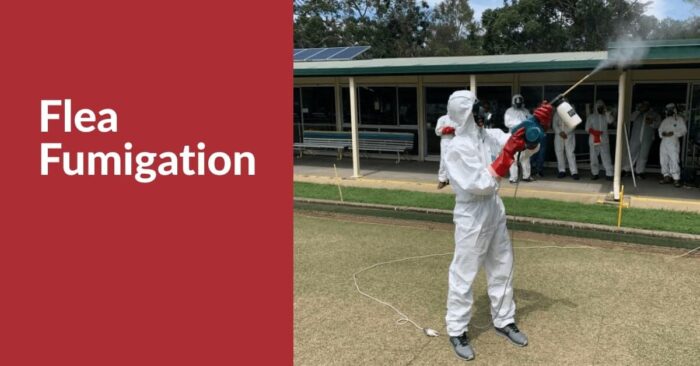 Say Goodbye to Fleas: Fast & Reliable Flea Treatment in Melbourne