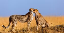 How to best combine Kenya Tanzania safaris