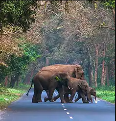Dooars Tour with Jaldapara Elephant Safari: Where Adventure Meets Serenity