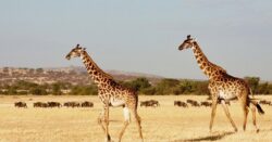 What are the Tanzania safari prices now