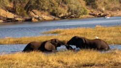 Top 7 things to do in chobe National park on Botswana safari tours