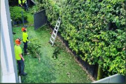 Tree Removal Mosman