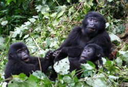 Why Visit the Gorillas in Rwanda During the Dry Months