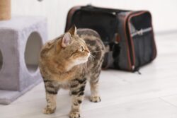 Why Is Cat Boarding Better Than Leaving Cats at Home?