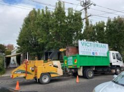 Tree Removal Burwood