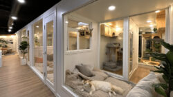 Trusted and Caring Cat Boarding in Melbourne with Personalised Attention and Daily Care