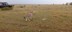 5 day Kenya safaris to 3 best Kenya safari parks