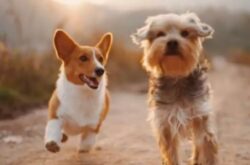 Canine Liability Insurance