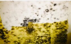 Black mold remediation