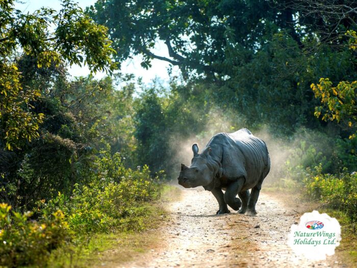 The Ultimate North East Tour Package: Discover the Hidden Gems of India